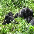 Rwanda Volcanoes National Park Ruhengeri Trip Picture