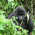 Rwanda Volcanoes National Park Ruhengeri Blog