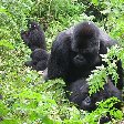 Rwanda Volcanoes National Park Ruhengeri Blog Sharing