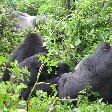 Rwanda Volcanoes National Park Ruhengeri Diary Photo