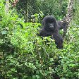 Rwanda Volcanoes National Park Ruhengeri Review Photo