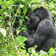 Rwanda Volcanoes National Park Ruhengeri Travel Diary