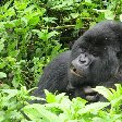 Rwanda Volcanoes National Park Ruhengeri Picture Sharing