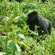 Rwanda Volcanoes National Park Ruhengeri Trip Sharing