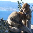 Rock of Gibraltar monkeys Review