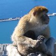 Rock of Gibraltar monkeys Trip Experience