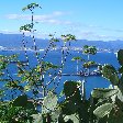 Rock of Gibraltar monkeys Vacation Diary