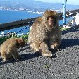 Rock of Gibraltar monkeys Trip Picture
