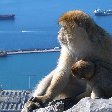 Rock of Gibraltar monkeys Photograph