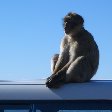 Rock of Gibraltar monkeys Blog