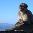 Rock of Gibraltar monkeys Photo Sharing