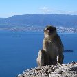 Rock of Gibraltar monkeys Blog Sharing