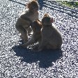Rock of Gibraltar monkeys Diary Photo