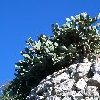 Rock of Gibraltar monkeys Travel Experience