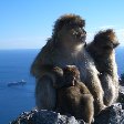 Rock of Gibraltar monkeys Blog Adventure