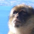 Rock of Gibraltar monkeys Story Sharing