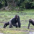 Pictures of Odzala National Park Ewo Republic of the Congo Blog Adventure