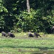 Pictures of Odzala National Park Ewo Republic of the Congo Diary Photos