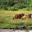 Pictures of Odzala National Park Ewo Republic of the Congo Travel Adventure