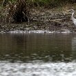 Pictures of Odzala National Park Ewo Republic of the Congo Adventure