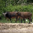 Pictures of Odzala National Park Ewo Republic of the Congo Picture gallery