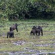 Pictures of Odzala National Park Ewo Republic of the Congo Story Sharing