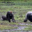 Pictures of Odzala National Park Ewo Republic of the Congo Vacation Tips