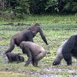 Pictures of Odzala National Park Ewo Republic of the Congo Travel Package
