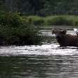 Pictures of Odzala National Park Ewo Republic of the Congo Diary Experience