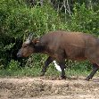 Pictures of Odzala National Park Ewo Republic of the Congo Blog Photography