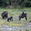 Pictures of Odzala National Park Ewo Republic of the Congo Holiday Photos