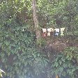 Grenada Island pictures St Georges Photo Gallery