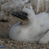 Galapagos Islands Ecuador Photography