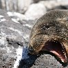 Galapagos Islands Ecuador Trip Review