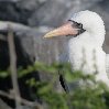 Galapagos Islands Ecuador Blog Pictures Travel Experience Galapagos
