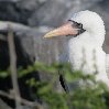 Galapagos Islands Ecuador Blog Pictures Galapagos Islands boat ride