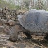 Galapagos Islands travel packages Ecuador Travel Photographs