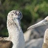 Galapagos Islands travel packages Ecuador Trip Adventure