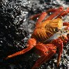 Galapagos Islands travel packages Ecuador Diary Photo