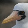 Galapagos Islands travel packages Ecuador Travel Gallery