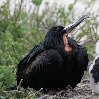 Galapagos Islands travel packages Ecuador Information