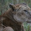   Amboseli Kenya Trip Photographs