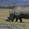 Kenya safari packages Amboseli Vacation Sharing