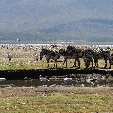 Kenya safari packages Amboseli Picture