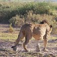 Kenya safari packages Amboseli Trip Sharing