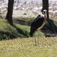 Amboseli Kenya