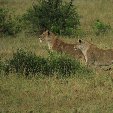 Amboseli Kenya