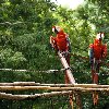 Mayan ruins in Honduras Copan Picture
