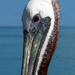 Romantic getaway in Florida Florida Keys United States Holiday Experience
