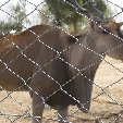 Burkina Faso Africa Banfora Review Photograph